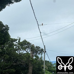 電線に止まるアカショウビン。下に見える枯れたヤシの木がアカショウビンの営巣木でその隣のコクタンにリュウキュウコノハズクの親鳥が止まっていました。