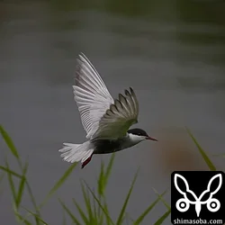 雨降りの中だったとおもう…。