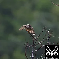 チョウゲンボウ