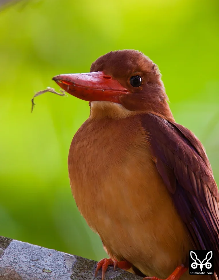 リュウキュウアカショウビン