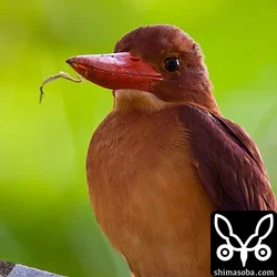 リュウキュウアカショウビン