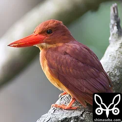 リュウキュウアカショウビン