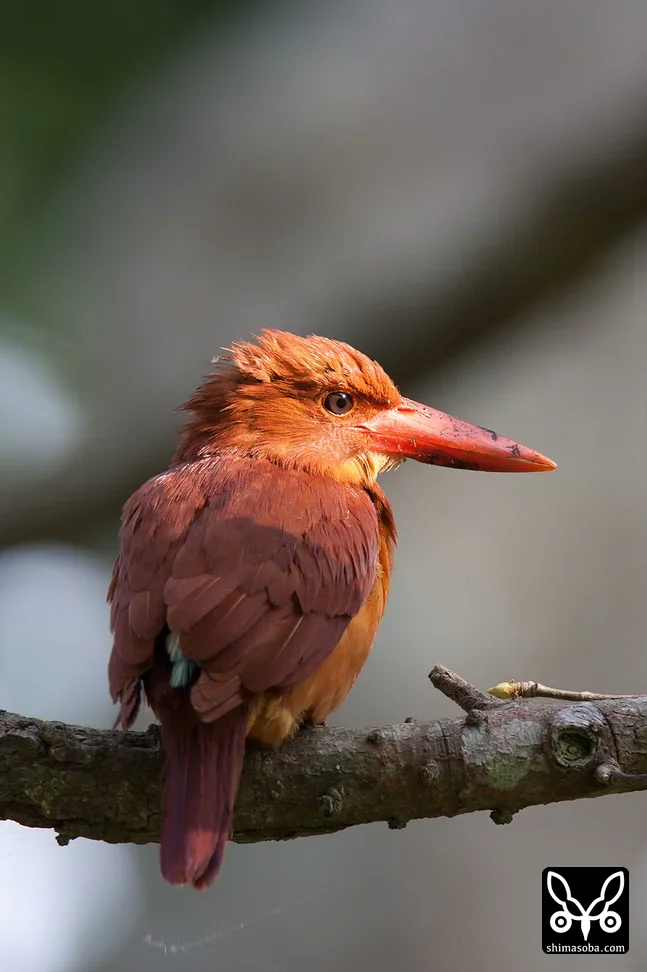 リュウキュウアカショウビン