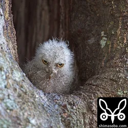 リュウキュウコノハズク営巣