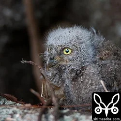 リュウキュウコノハズクの巣立ち