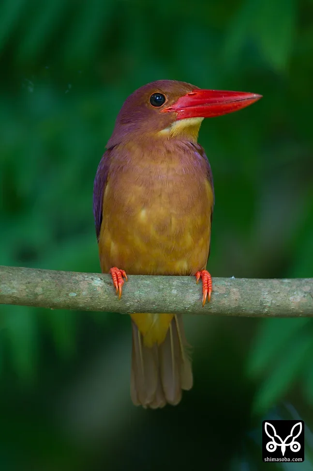 リュウキュウアカショウビン