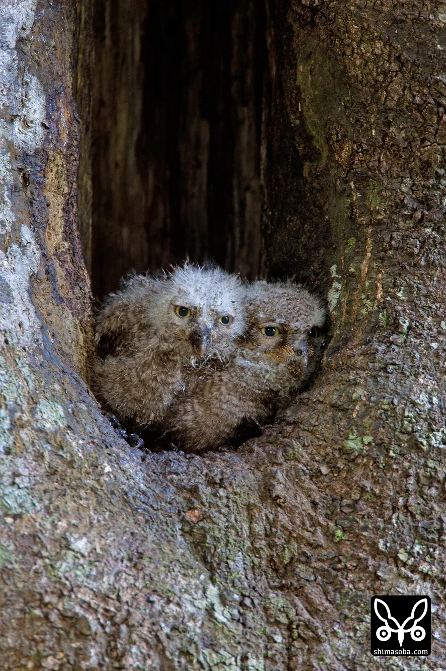リュウキュウコノハズク