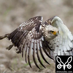 カンムリワシ幼鳥の飛翔