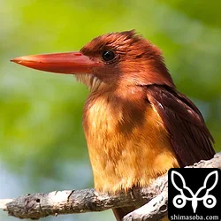 リュウキュウアカショウビン