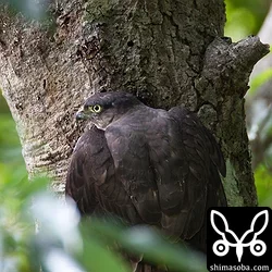 リュウキュウアカショウビンの巣を襲うリュウキュウツミ