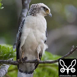 カンムリワシ幼鳥