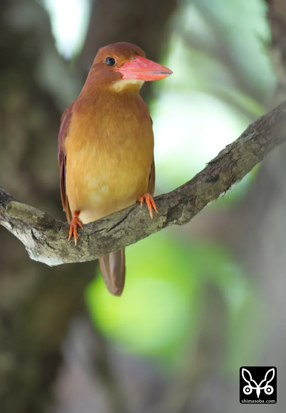 リュウキュウアカショウビン