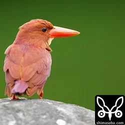 リュウキュウアカショウビン