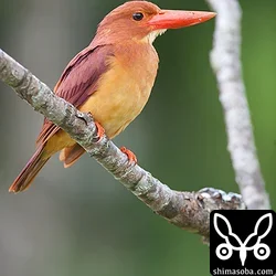 リュウキュウアカショウビン