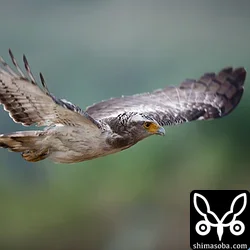 カンムリワシ幼鳥の飛翔