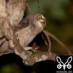 リュウキュウコノハズク巣立ちビナ