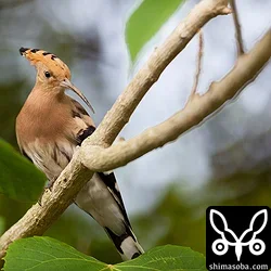 珍鳥ヤツガシラ
