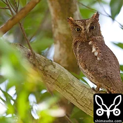 リュウキュウコノハズクの営巣