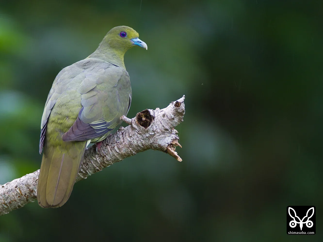 チュウダイズアカアオバト