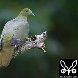チュウダイズアカアオバト