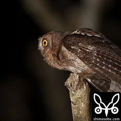 オスのリュウキュウコノハズク。鳴き声でわかる。