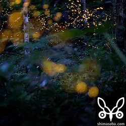 ヤエヤマボタル
