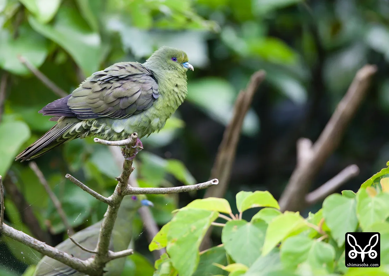 チュウダイズアカアオバト