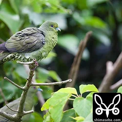 チュウダイズアカアオバト