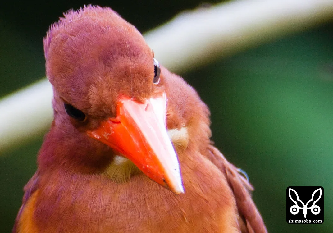リュウキュウアカショウビン