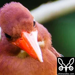 ずんぐりむっくりでかわいいアカショウビンですが、獲物を狙う表情は野生のそれだねー。

超トリミング。