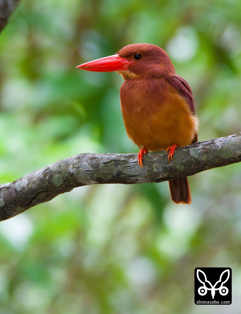 野鳥の羽根 リュウキュウアカショウビン 左翼 標本 - アンティーク 