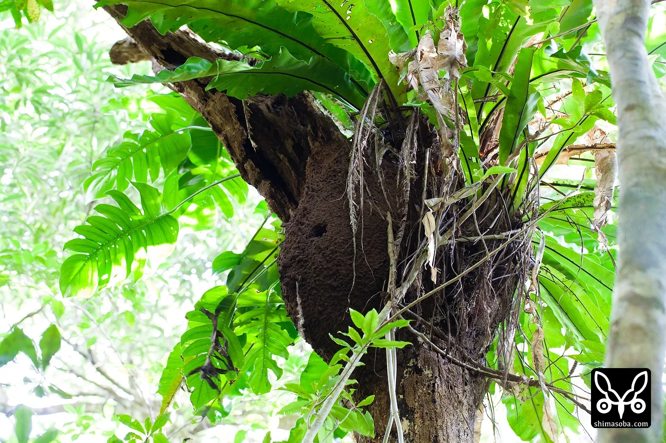 リュウキュウアカショウビン