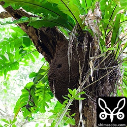 タカサゴシロアリの巣に作られた、アカショウビンの巣。