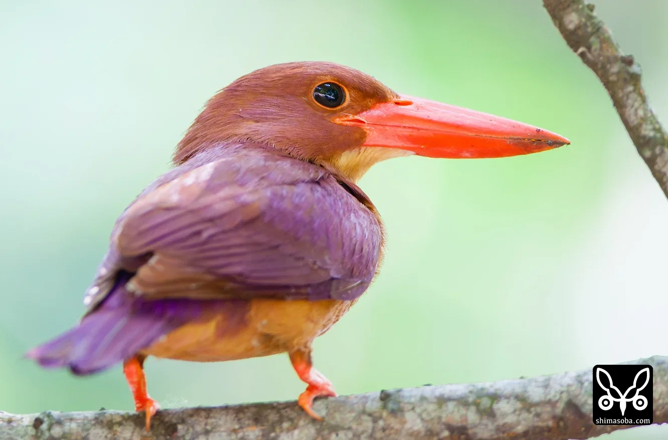リュウキュウアカショウビン