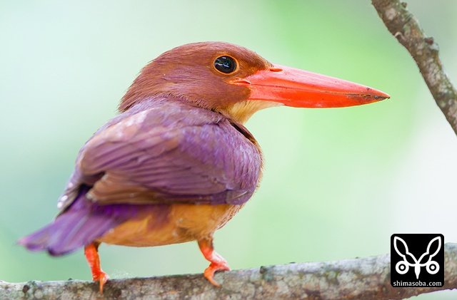 リュウキュウアカショウビン