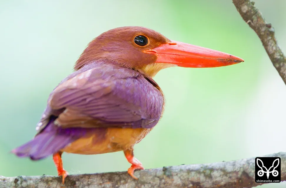 リュウキュウアカショウビン