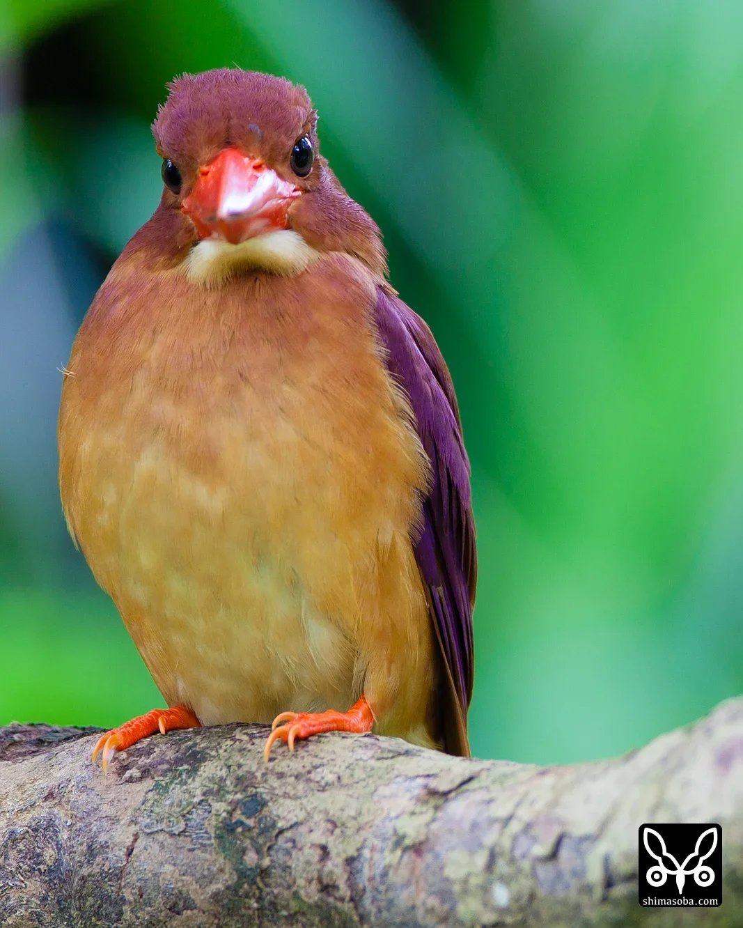リュウキュウアカショウビン