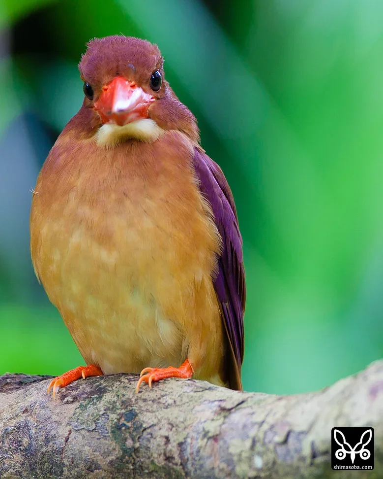 リュウキュウアカショウビン