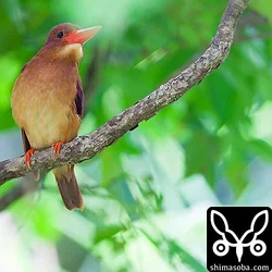 1時間だけリュウキュウアカショウビン