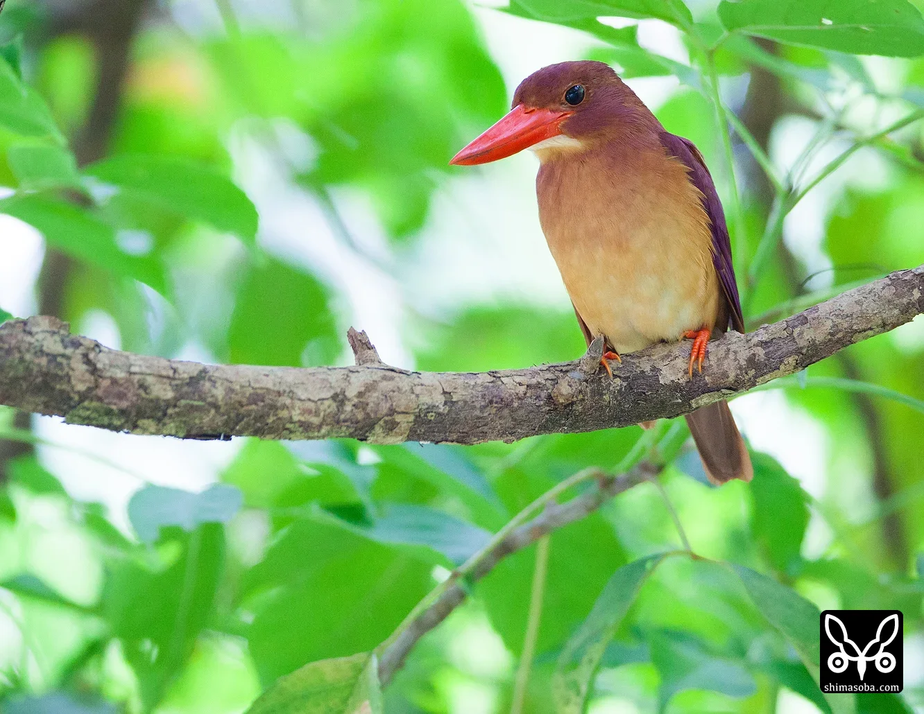 リュウキュウアカショウビン