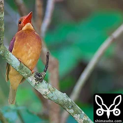 リュウキュウアカショウビン巣ごもり