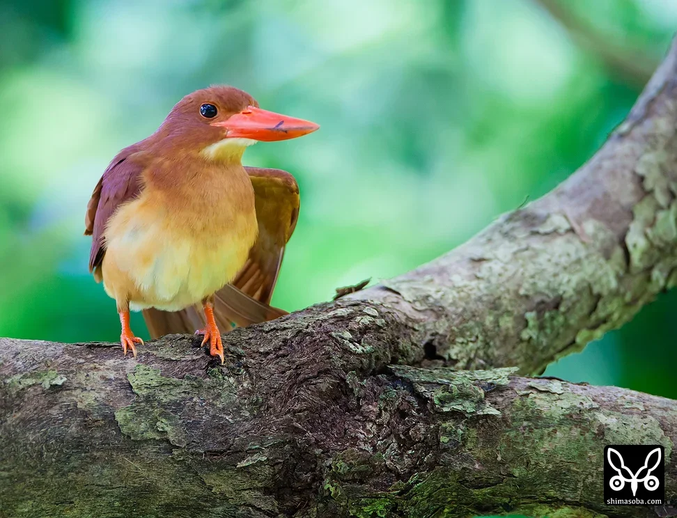 リュウキュウアカショウビン