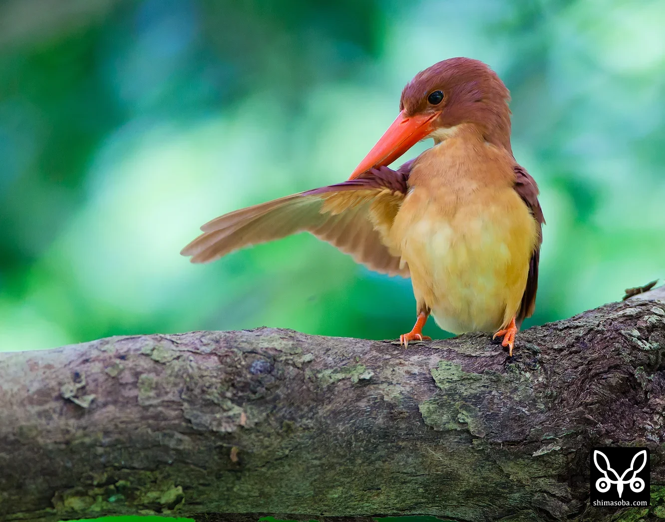 リュウキュウアカショウビン