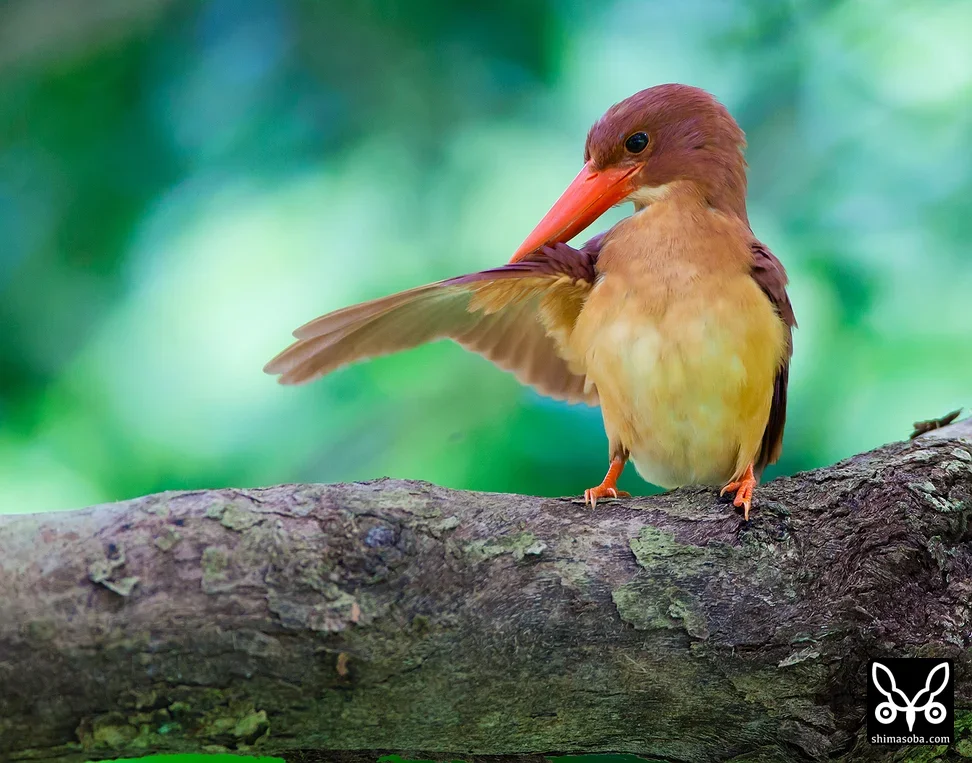 リュウキュウアカショウビン