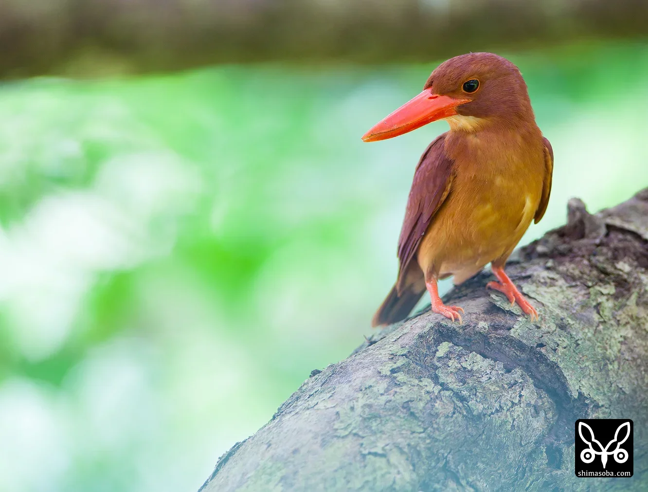 リュウキュウアカショウビン