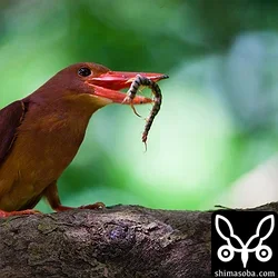 名ハンターのリュウキュウアカショウビン