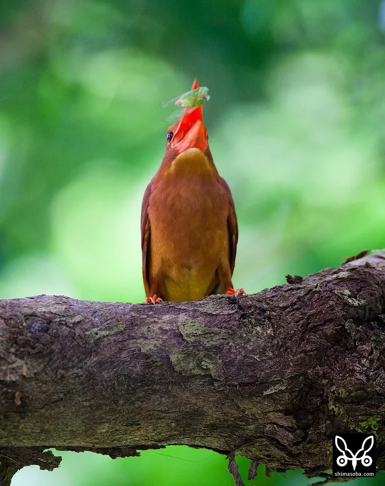 リュウキュウアカショウビン
