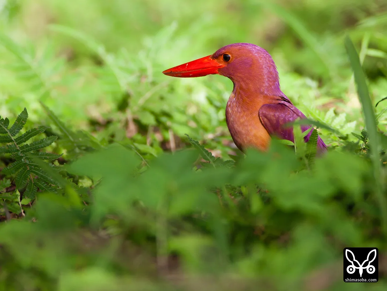 リュウキュウアカショウビン