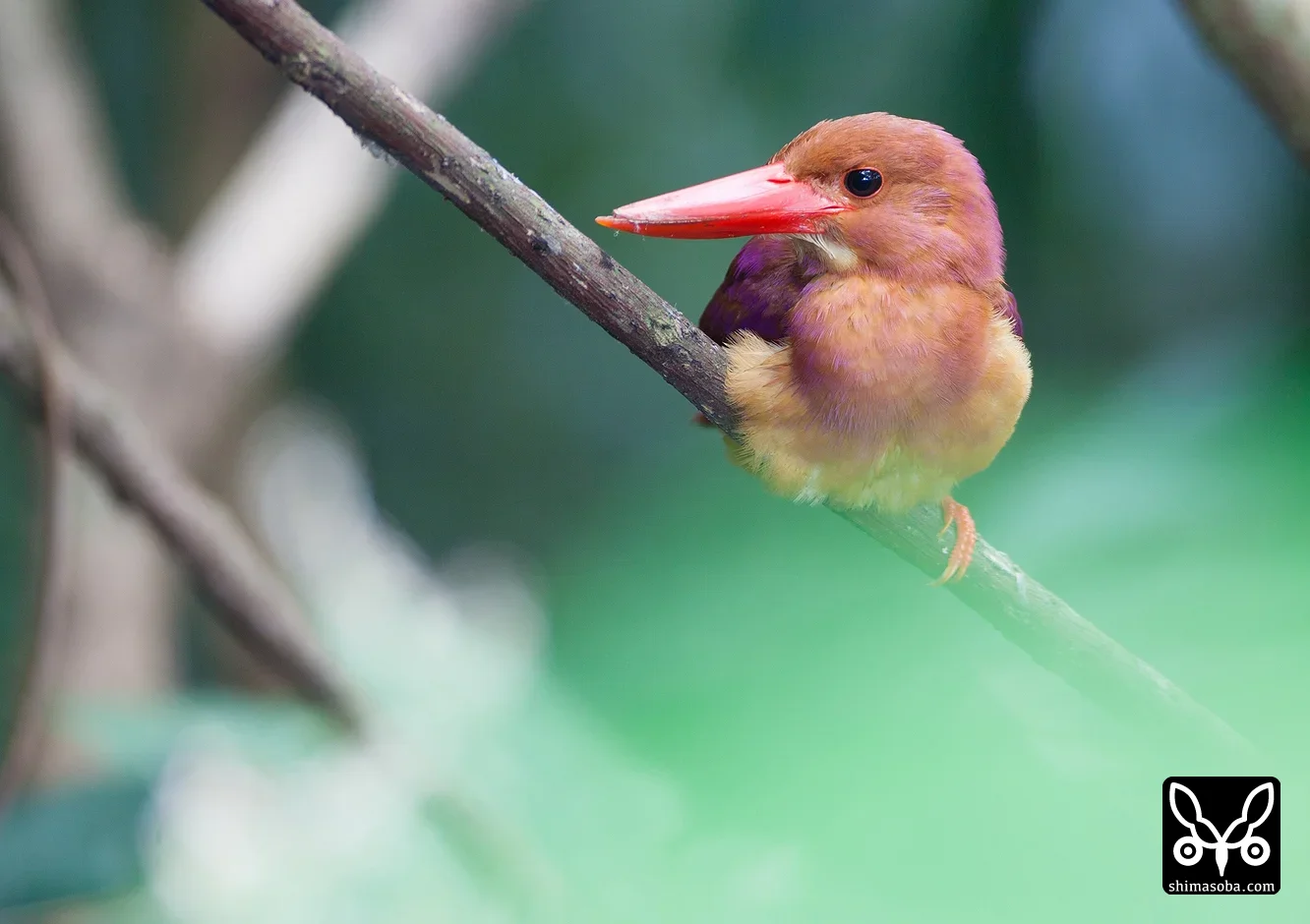 リュウキュウアカショウビン