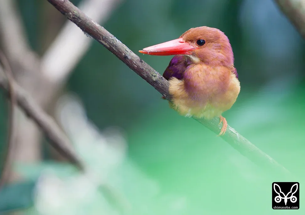 リュウキュウアカショウビン